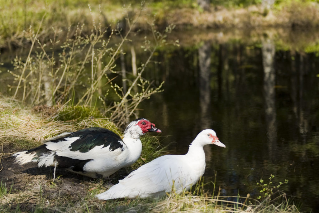 The muscovy ducks are happy with their pond